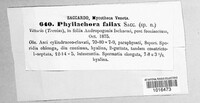 Phyllachora fallax image